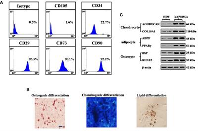 Human Amniotic Fluid Mesenchymal Stem Cells Improve Ovarian Function During Physiological Aging by Resisting DNA Damage